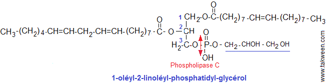 lipide phosphatidyl-glycerol