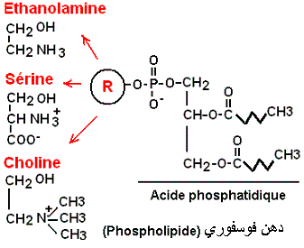 phospholipide