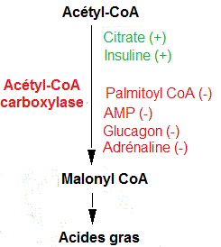 Biosynthèse des acides  gras. Régulation
