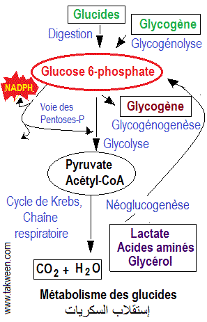 Glucides. Métabolisme