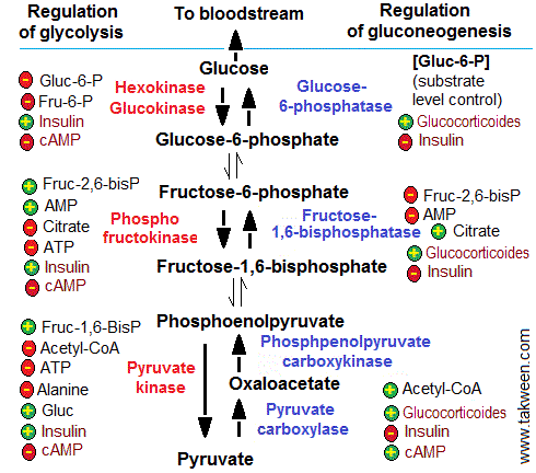 glycolysis and gluconeogenesis regulations