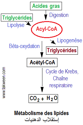 lipides. Acétyl-CoA