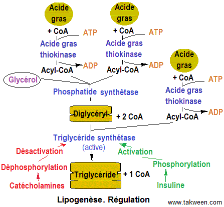 lipogenesis regulation