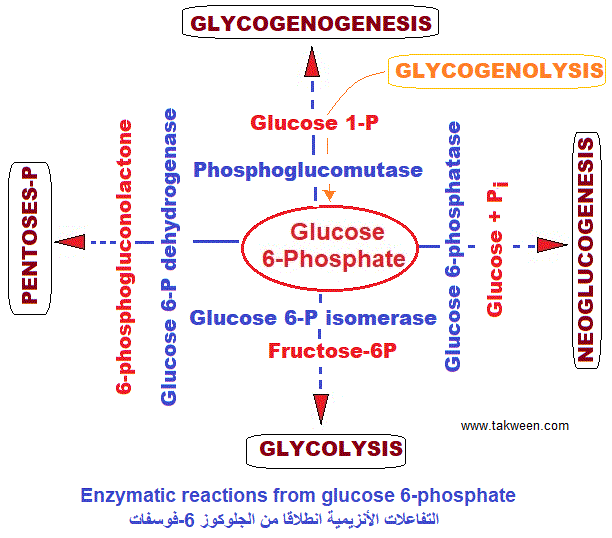 Glucose 6-phosphate