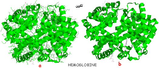 hemoglobine. hélices alpha