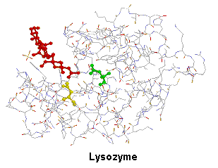 lysozyme. structure du site actif