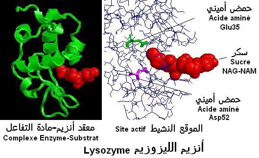 lysozyme