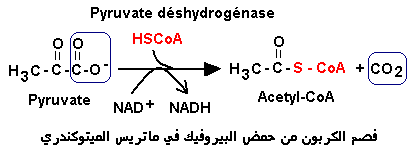 pyruvate déshydrogénase