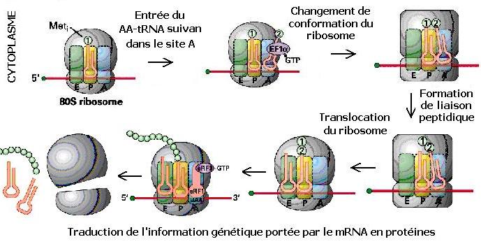 ribosomes et traduction