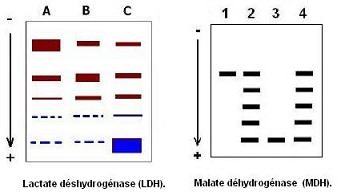 électrophorèse - diversité génétique. Zymogrammes des LDH et MDH