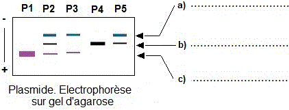 Plasmide. Formes, électrophorèse