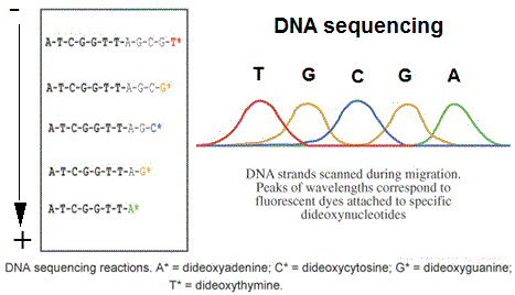 DNA sequencing Sanger