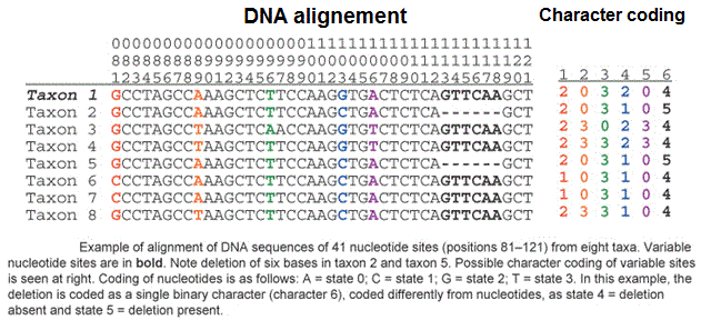 Sequencing. DNA alignement