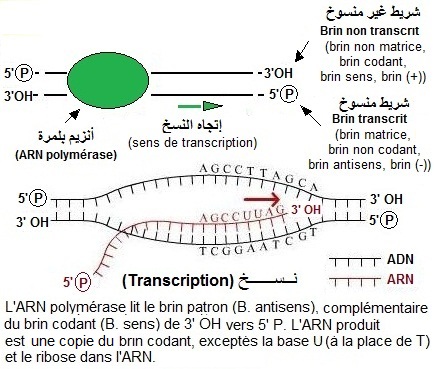 transcription. ARN prémessager