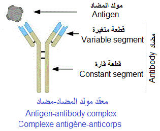 anticorps - antigène