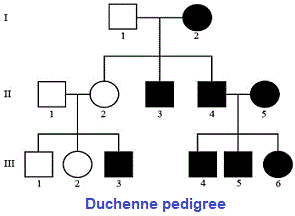 duchenne pedigree