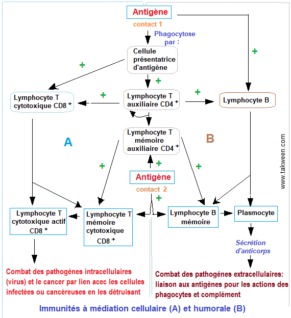 immunité cellulaire et humorale