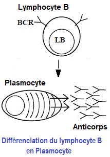 lymphocyte B, plasmocyte
