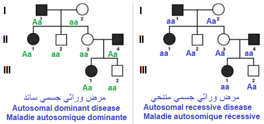hérédité autosomale