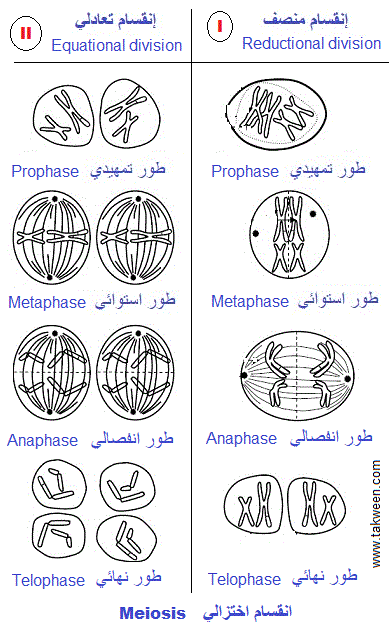 Meiosis phases