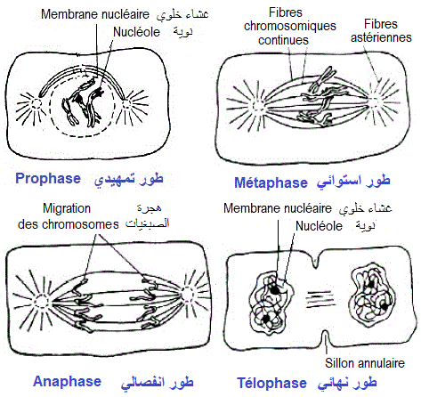 MATERIEL GENETIQUE. NATURE et EXPRESSION (ADN ARN)