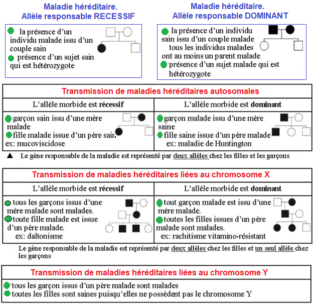 Pédigrées maladies héréditaires