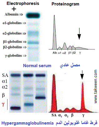 المناعة، immunologie, QCM
