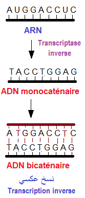 transcription inverse