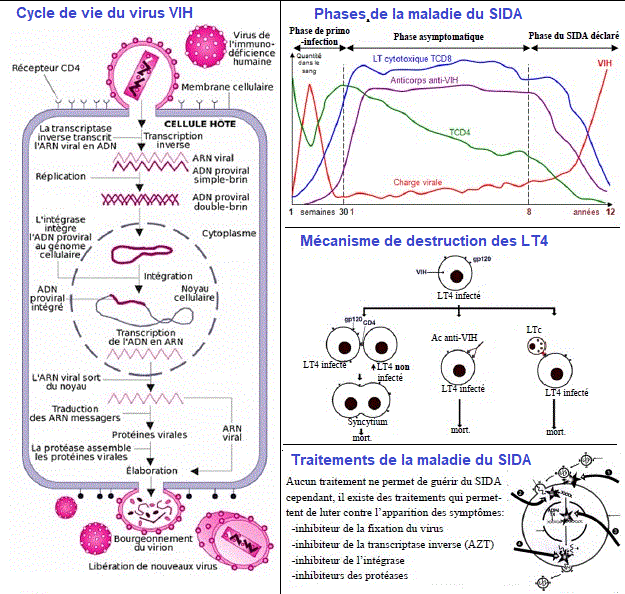 sida, immunité