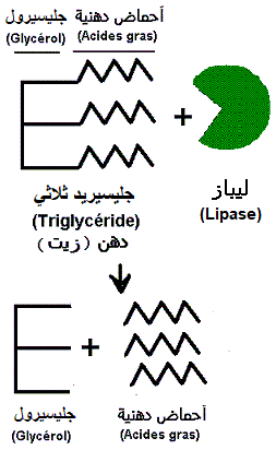Triglycérides (lipides) et lipase